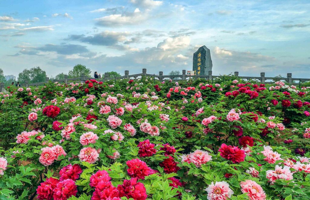 Lịch sử hoa mẫu đơn